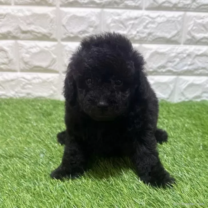 お迎え総額145.000円(税込)