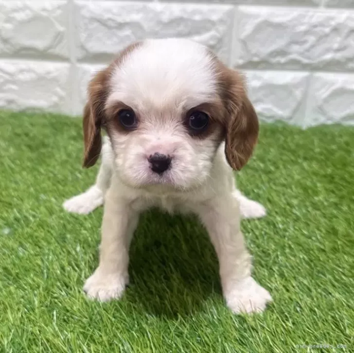 お迎え総額253.000円(税込)