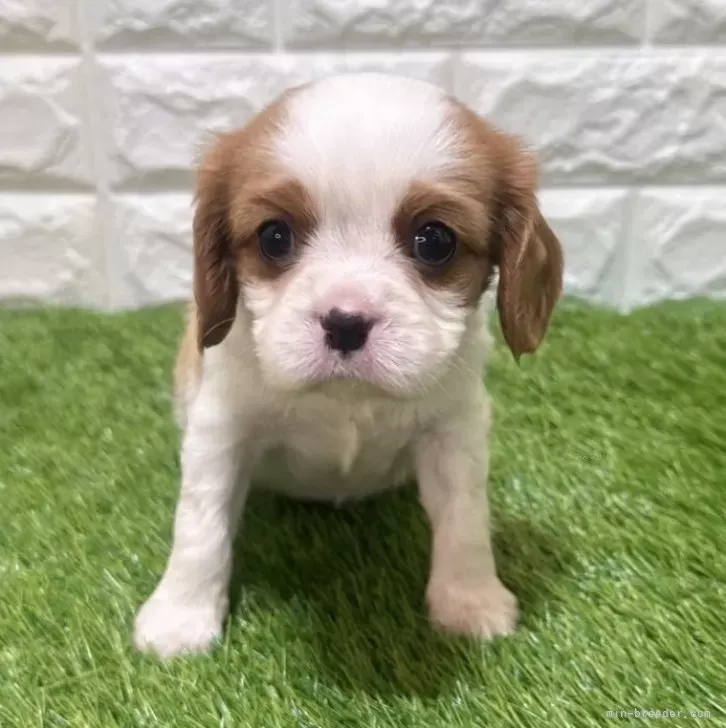 お迎え総額335.000円(税込)